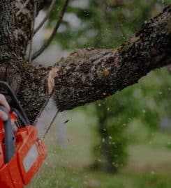 Tree Tech NZ