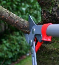 Tree Tech NZ