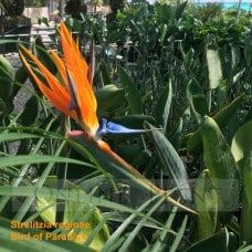 Bird of Paradise Plant for Sale | Strelitzia Reginae