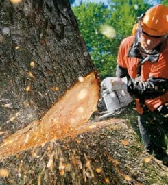 Tree Tech NZ