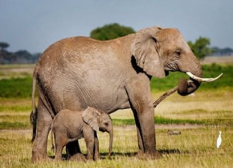ALL SCENERY BUDGET SAFARIS
