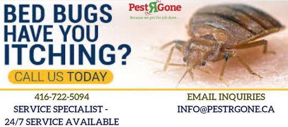 Pest Control Services Vaughan Are Extremely Effective in Exterminating Pests