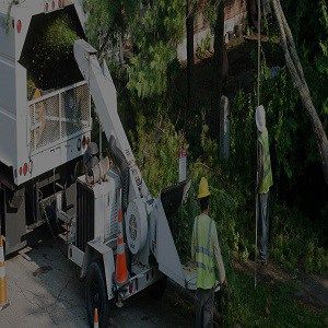 Visalia Tree Service Pros