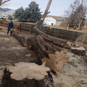 Lind Legacy Tree Service