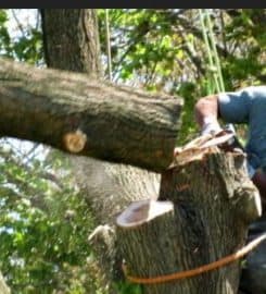 Okeechobee’s Best Tree Trimming and Tree Removal Services