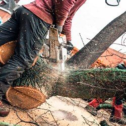 Tree Service West Palm Beach