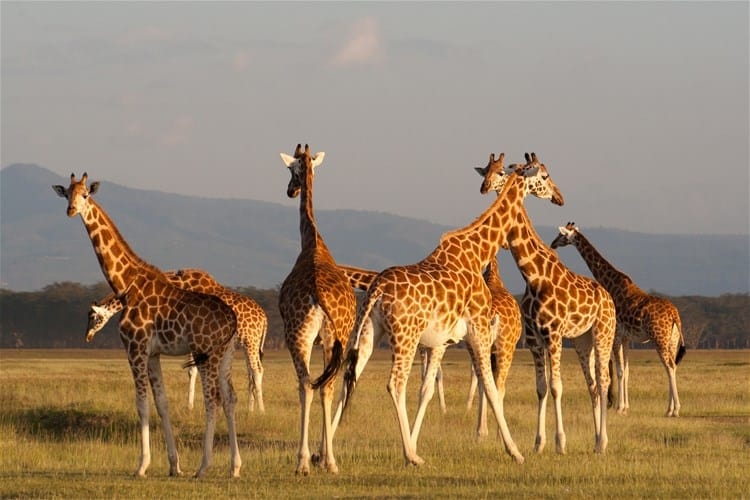 Malazi Safaris – Best Holidays Packages and Safaris in Nairobi