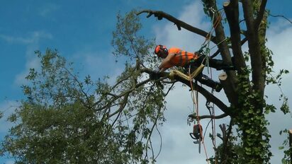 T&T tree service