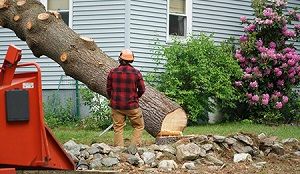 Quincy Tree Service