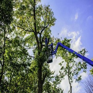 Lowell Tree Pros