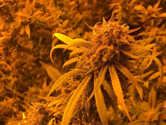 Red River Cannabis Coalition | R2C2 Cannabis Dispensary