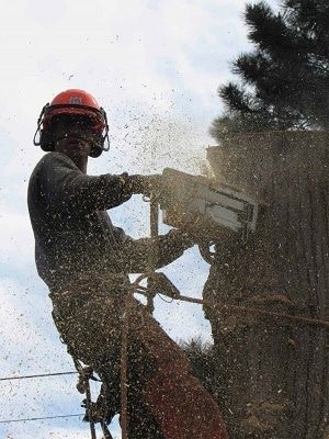 Aesthetic Tree & Hedge Service North Vancouver