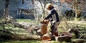 Tree Service Delta Inc.