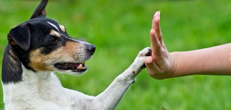 Day Of The Dog