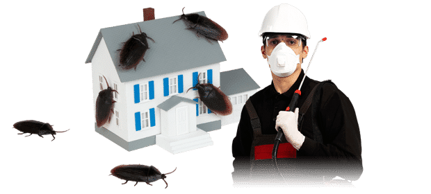 North Essex Pest Control
