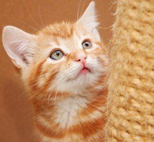 Sereta Boarding Cattery