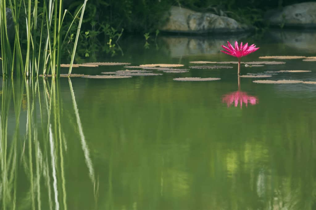 Aquascape Designers in Bangalore