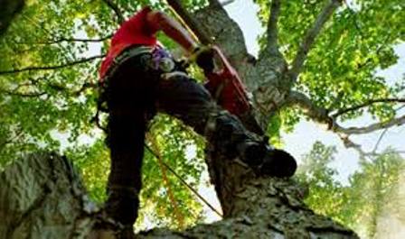 DMS Tree Removal