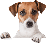 Texas Wellness Spay & Neuter Clinic