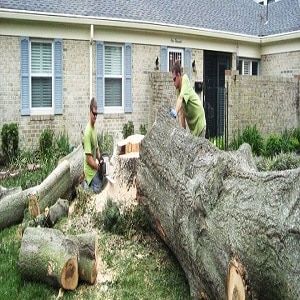 Caboolture Tree Removal
