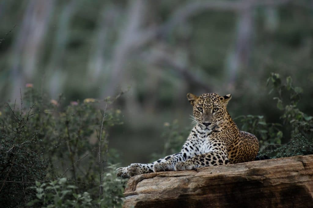 Leopard Trails