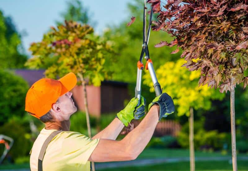 SLC Tree Service Pros