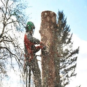 Tree Service Little Rock Pros