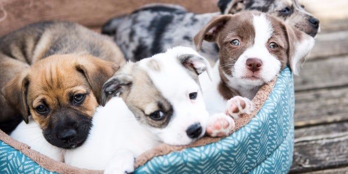 Busines Pets Animal