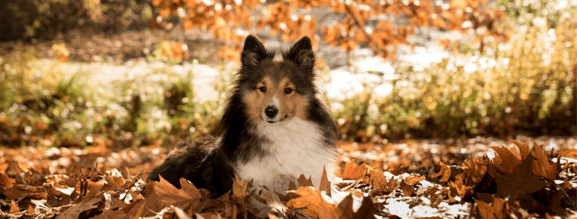 Indy Veterinary Care