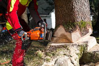 Tree Service Wilmington NC