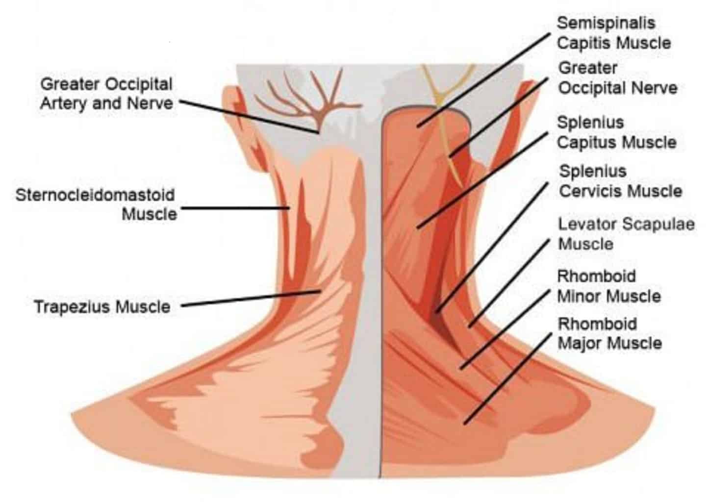 Chiropractor Near Me