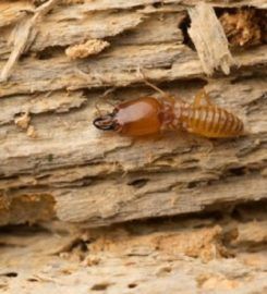 Safeguard Pest Control Sunshine Coast