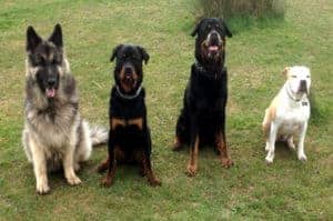 Animals at Home (North Surrey)