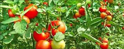 The First Harvest Club of DC LLC