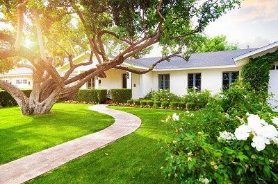 McKinney Stump Grinding
