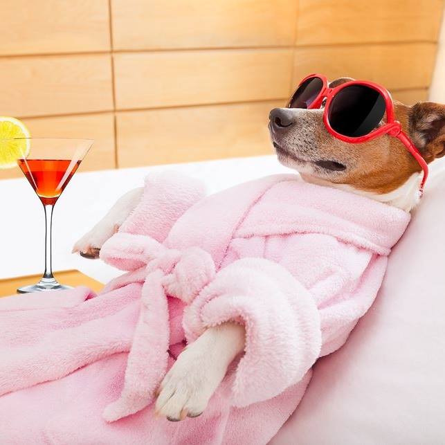 Doggie Diva
