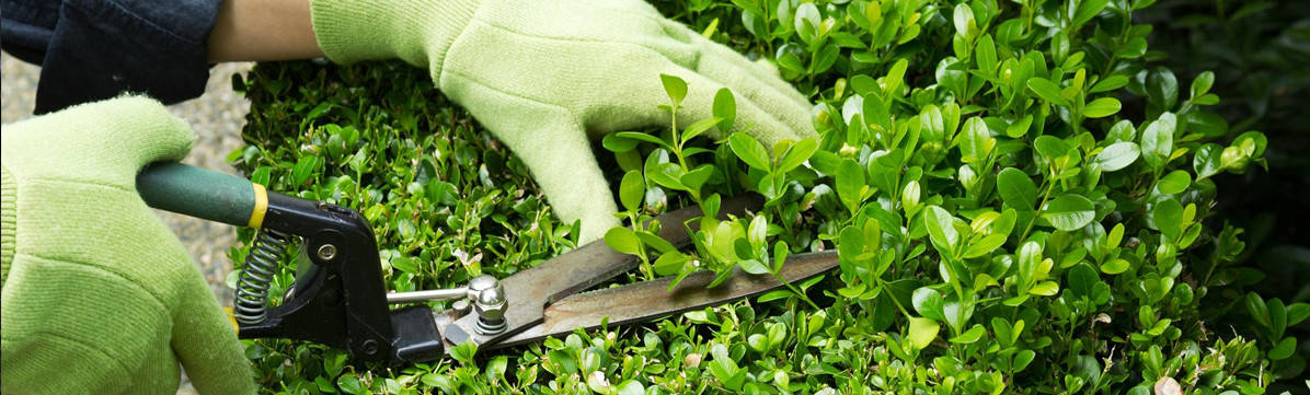 Commercial Cleaning Service