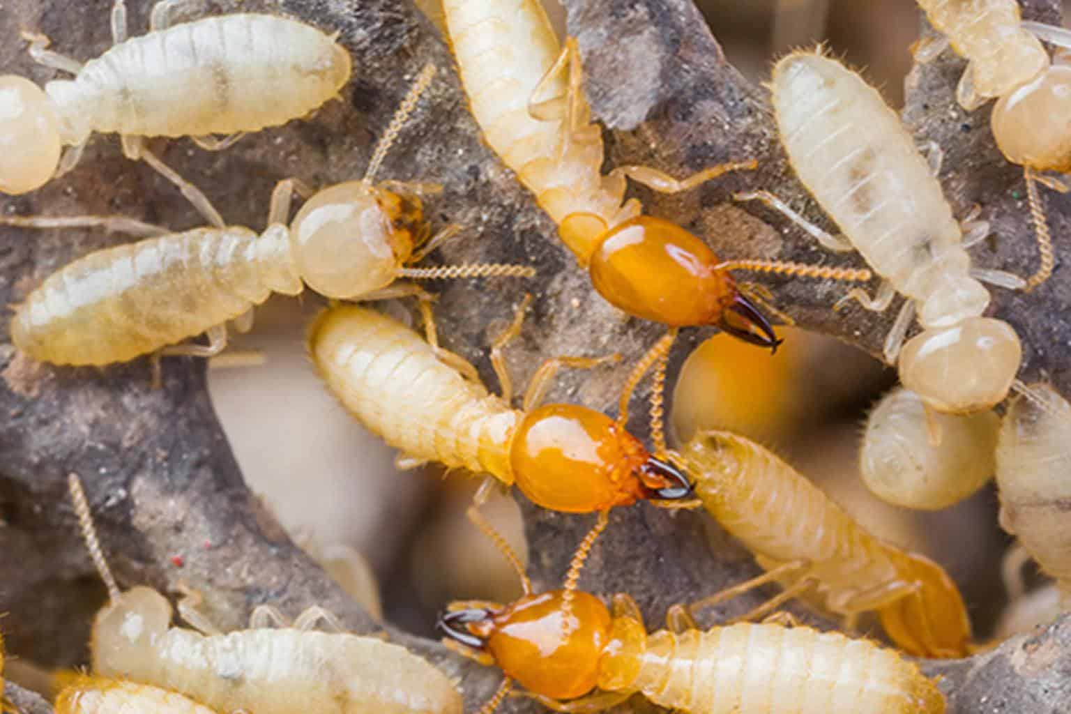 Allied Termite & Pest Control Inc