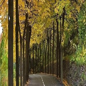 Peterson's Tree Works Inc