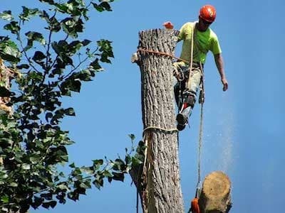 WebO'BRIEN'S TREE SERVICE CINCINNATI