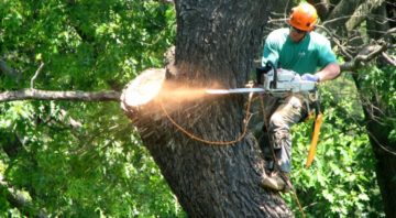 The Tree Feller of Pinellas