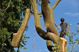 Woodstock GA Tree Removal