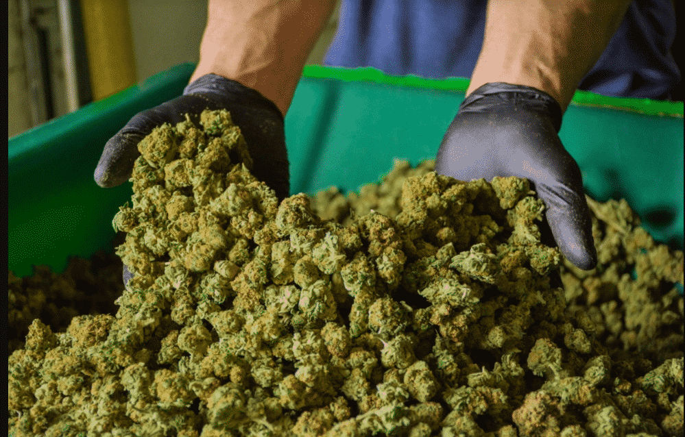 LivWell Enlightened Health Marijuana Dispensary