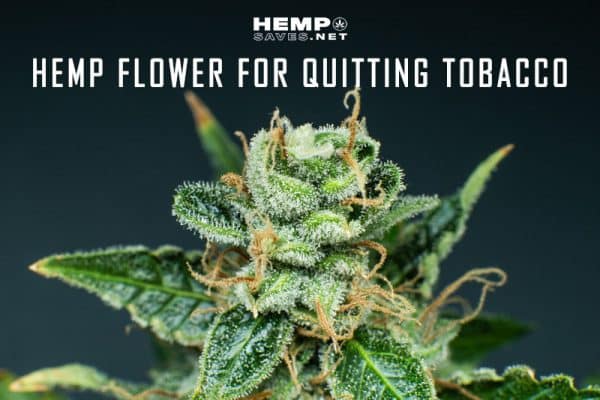HempSaves.net