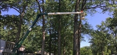 Vanderbilt Tree Service