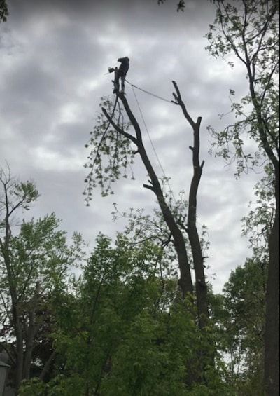 Panhandle Tree Service Pensacola