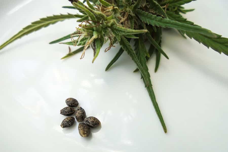 Pacific Seed Co.