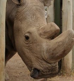 NWR Extinction