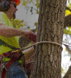 M&M Tree Cutting