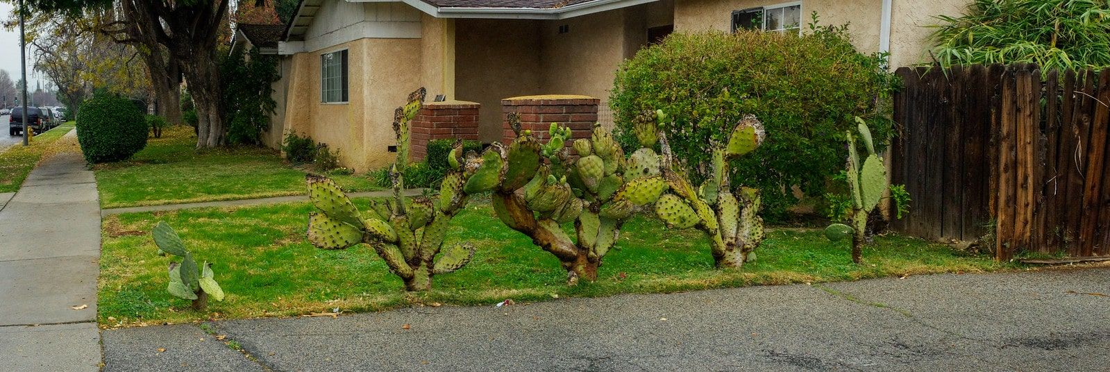 Alaniz Lawn Services